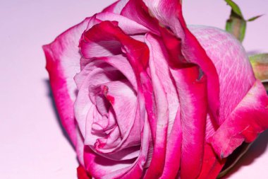 Güzel tek gül çiçeği, yakın görüş, yaz konsepti.