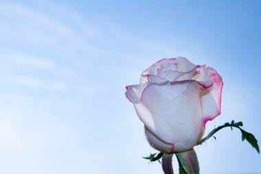 Güzel gül çiçeği mavi gökyüzüne karşı, yakın görüş