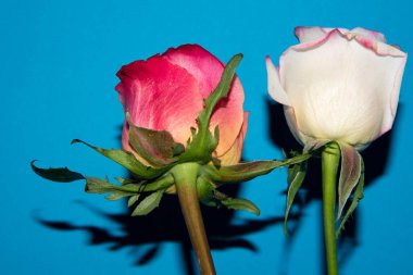 Güzel güller, yakın manzara, yaz konsepti.