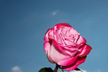 Güzel gül çiçeği mavi gökyüzüne karşı, yakın görüş