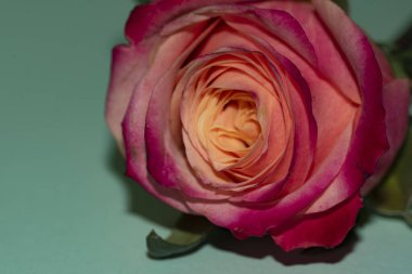 Güzel tek gül çiçeği, yakın görüş, yaz konsepti.