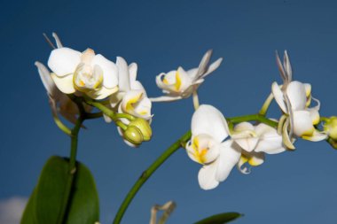 orkide beyaz çiçekleri, yakın görünüm