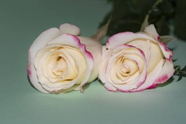 Güzel güller, yakın manzara, yaz konsepti.