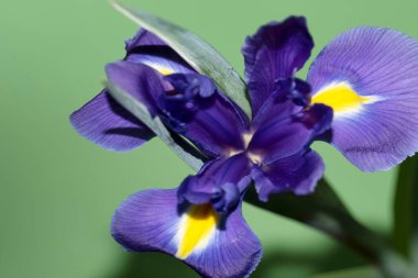 Güzel iris çiçeği, yakın görüş.