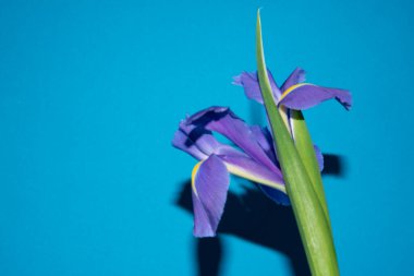 Güzel Iris çiçek yakın çekim