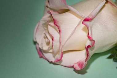 Güzel tek gül çiçeği, yakın görüş, yaz konsepti.