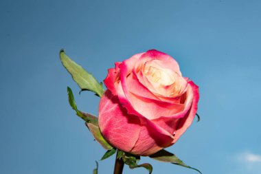 Güzel gül çiçeği mavi gökyüzüne karşı, yakın görüş