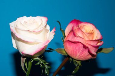 Güzel güller, yakın manzara, yaz konsepti.