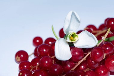 Beyaz çiçekli taze kırmızı kuşüzümü yakın çekim.