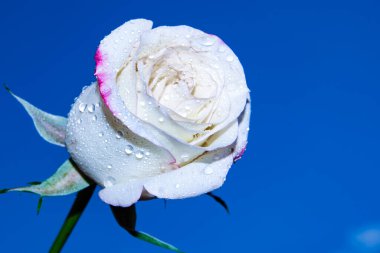 Güzel tek gül çiçeği, yakın görüş, yaz konsepti.