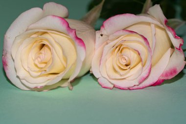 Güzel güller, yakın manzara, yaz konsepti.