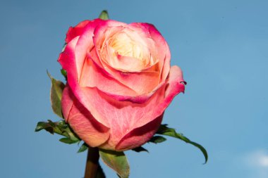 Güzel gül çiçeği mavi gökyüzüne karşı, yakın görüş