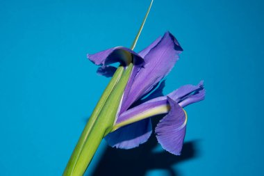 Güzel Iris çiçek yakın çekim