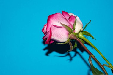 Güzel güller, yakın manzara, yaz konsepti.