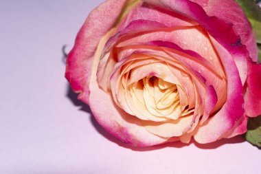 Güzel tek gül çiçeği, yakın görüş, yaz konsepti.