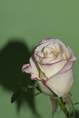 Güzel tek gül çiçeği, yakın görüş, yaz konsepti.