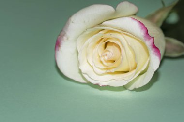 Güzel tek gül çiçeği, yakın görüş, yaz konsepti.