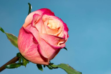 Güzel gül çiçeği mavi gökyüzüne karşı, yakın görüş