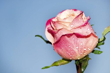 Güzel tek gül çiçeği, yakın görüş, yaz konsepti.