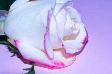 Güzel tek gül çiçeği, yakın görüş, yaz konsepti.