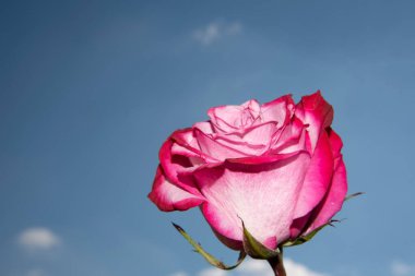 Güzel gül çiçeği mavi gökyüzüne karşı, yakın görüş