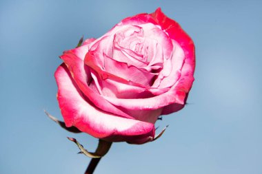 Güzel tek gül çiçeği, yakın görüş, yaz konsepti.