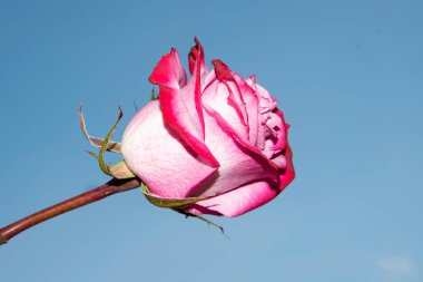 Güzel tek gül çiçeği, yakın görüş, yaz konsepti.