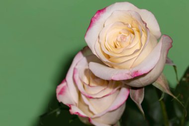 Güzel güller, yakın manzara, yaz konsepti.