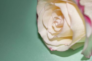 Güzel tek gül çiçeği, yakın görüş, yaz konsepti.