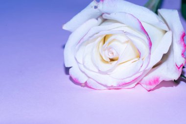 Güzel tek gül çiçeği, yakın görüş, yaz konsepti.