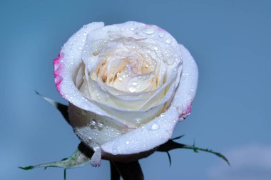 Güzel tek gül çiçeği, yakın görüş, yaz konsepti.