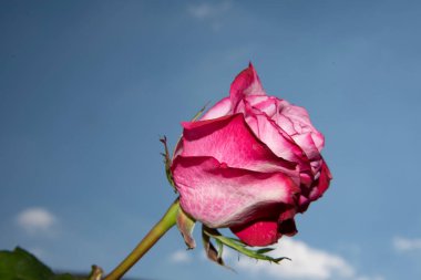 Güzel gül çiçeği mavi gökyüzüne karşı, yakın görüş