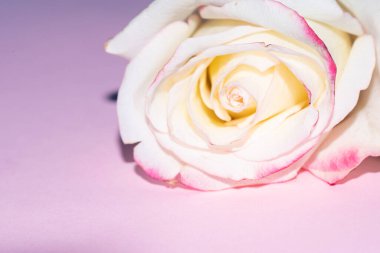 Güzel tek gül çiçeği, yakın görüş, yaz konsepti.