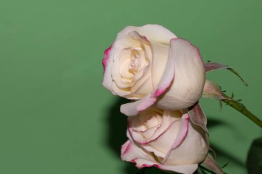 Güzel güller, yakın manzara, yaz konsepti.