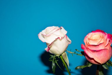 Güzel güller, yakın manzara, yaz konsepti.