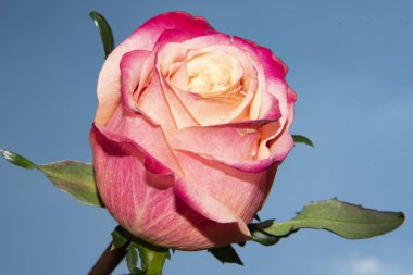 Güzel gül çiçeği mavi gökyüzüne karşı, yakın görüş