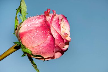 Güzel tek gül çiçeği, yakın görüş, yaz konsepti.