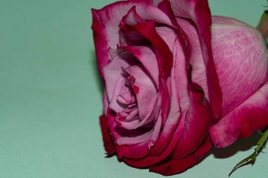 Güzel tek gül çiçeği, yakın görüş, yaz konsepti.