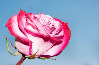 Güzel tek gül çiçeği, yakın görüş, yaz konsepti.