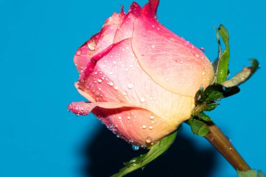 Güzel tek gül çiçeği, yakın görüş, yaz konsepti.