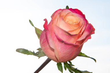 Güzel gül çiçeği mavi gökyüzüne karşı, yakın görüş