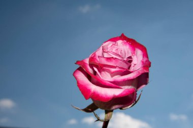 Güzel gül çiçeği mavi gökyüzüne karşı, yakın görüş