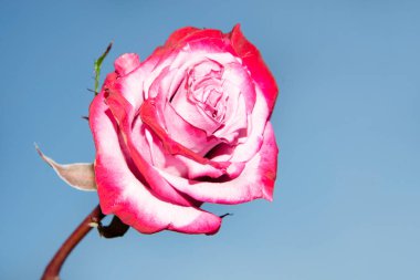 Güzel tek gül çiçeği, yakın görüş, yaz konsepti.