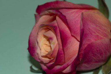 Güzel tek gül çiçeği, yakın görüş, yaz konsepti.