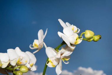 orkide beyaz çiçekleri, yakın görünüm