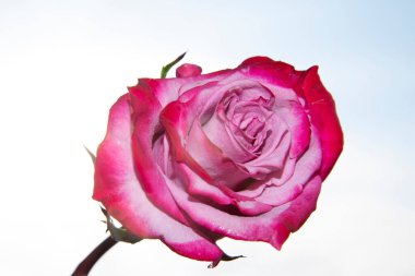 Güzel gül çiçeği mavi gökyüzüne karşı, yakın görüş