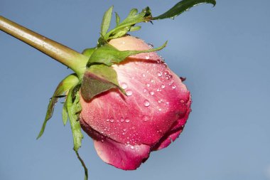 Güzel tek gül çiçeği, yakın görüş, yaz konsepti.