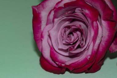 Güzel tek gül çiçeği, yakın görüş, yaz konsepti.