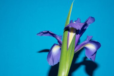 Güzel Iris çiçek yakın çekim