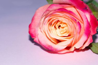 Güzel tek gül çiçeği, yakın görüş, yaz konsepti.